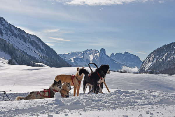 Le chalet se situe sur le parcours de ski de fond du plateau des Glières